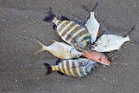 Fish dinner, Sanibel Island viaduct, Florida | © Matt Giraud Photography