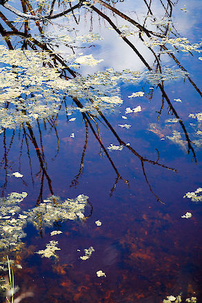 Sanibel River refractions, SCCF, Sanibel Island Florida | © Matt Giraud Photography