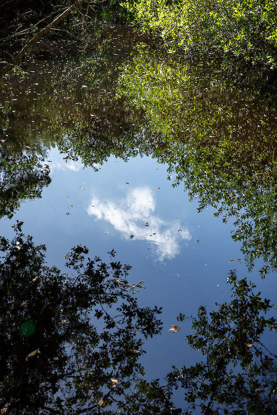 Sanibel River refractions, SCCF, Sanibel Island Florida | © Matt Giraud Photography
