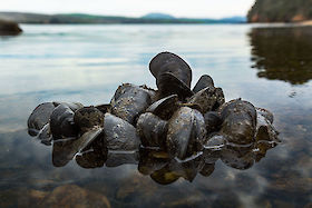 Mussels in Tomales Bay, Point Reyes, California | © Matt Giraud Photography