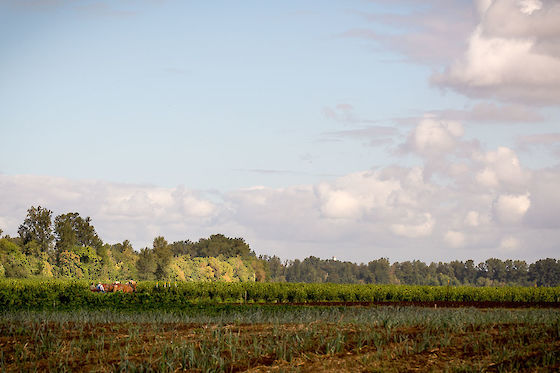 Farming with the draft horses under a painterly sky. | © Matt Giraud Photography
