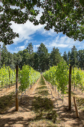 A natural cathedral of Pinot Noir in a vineyard near Yamhill, Oregon | © Matt Giraud Photography