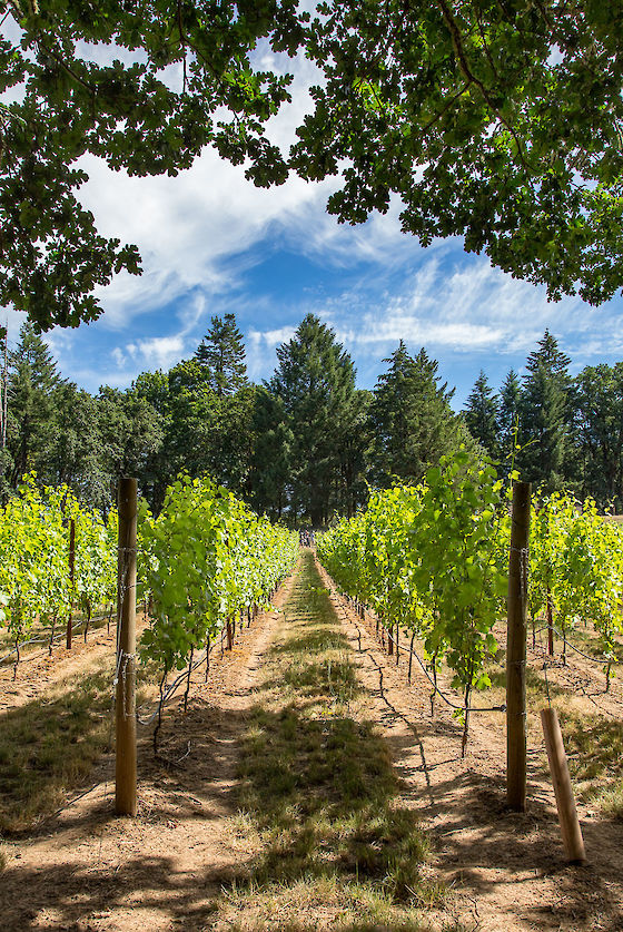 A natural cathedral of Pinot Noir in a vineyard near Yamhill, Oregon | © Matt Giraud Photography