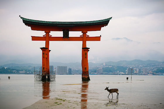 The Great Torii on Miyajima, Japan | © Matt Giraud Photography