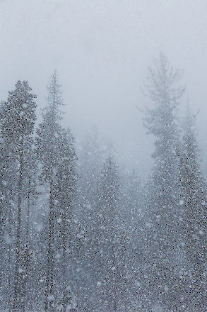 Heavy snowfall and receding trees, Odell Lake Oregon | © Matt Giraud Photography